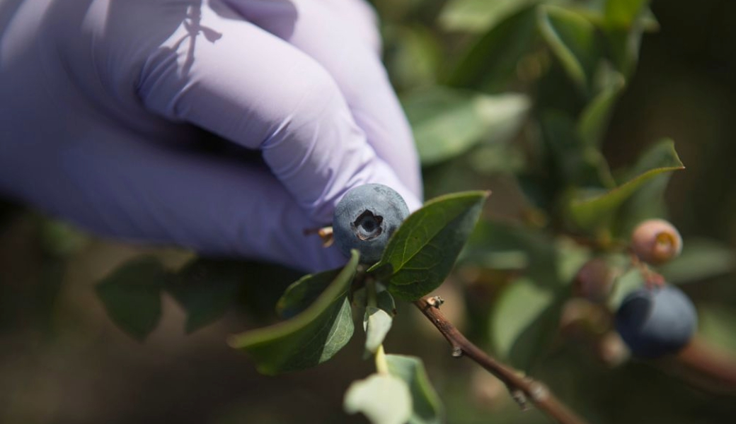 As part of a USDA Organic Research and Extension Initiative project, CAES food scientists Faith Critzer and Laurel Dunn will test various essential oils as coatings for fruits grown in Georgia, such as blueberries.