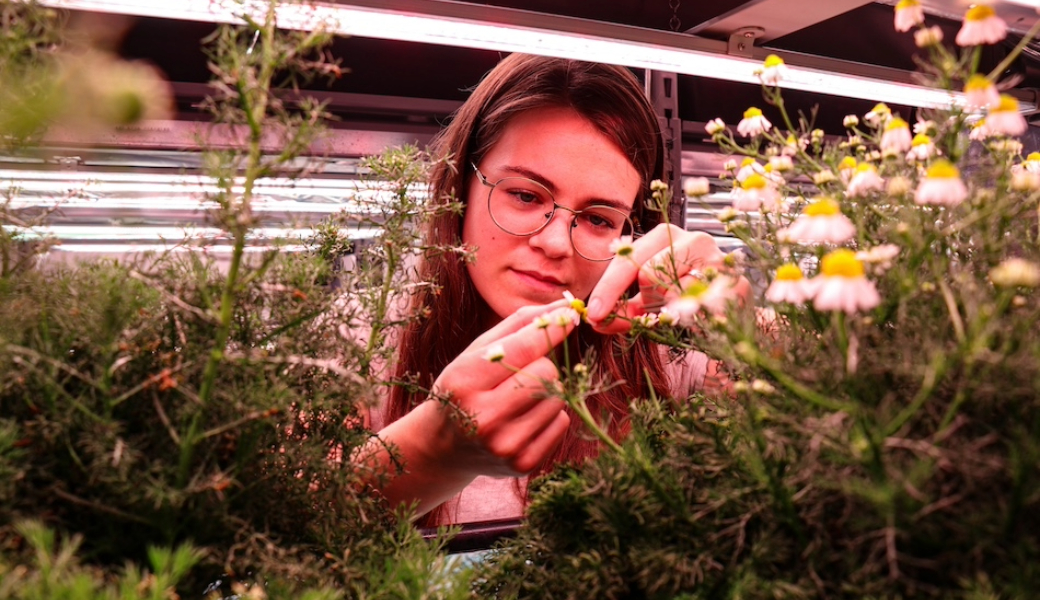 Doctoral student Rebekah Maynard observes the developmental stage of chamomile inflorescences in a vertical farming chamber. (Photo by Katie Walker)