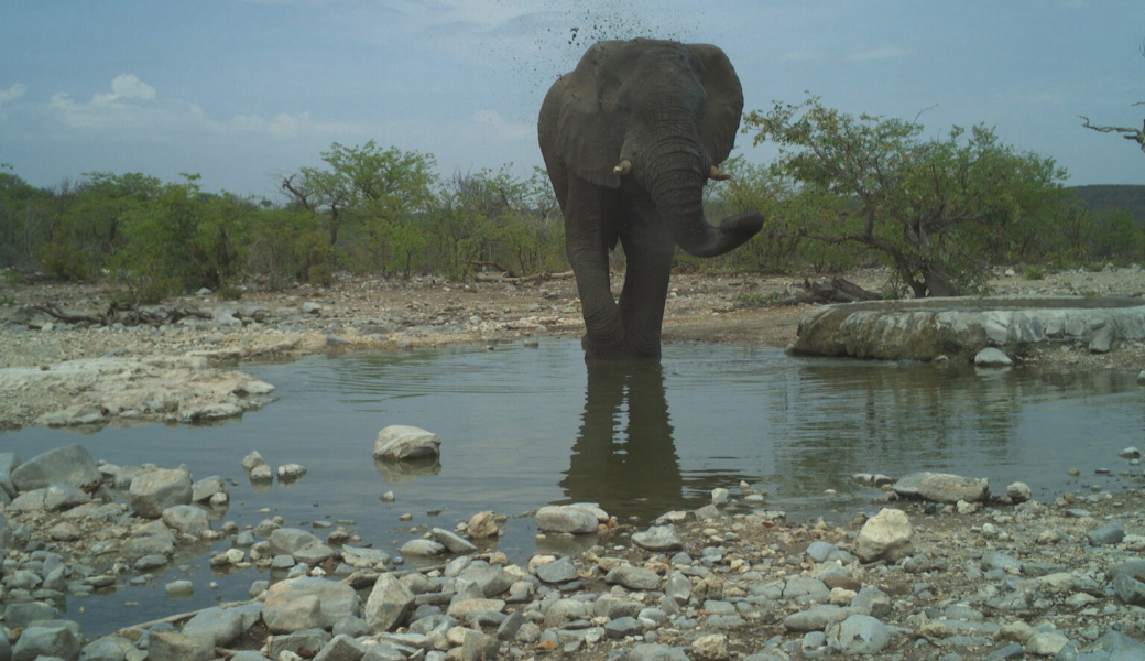 Camera trap image of an elephant visiting a waterhole.