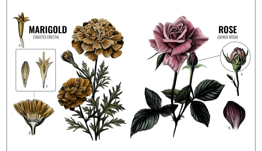 Illustration of Marigold and Rose whole flower and parts of it as well.