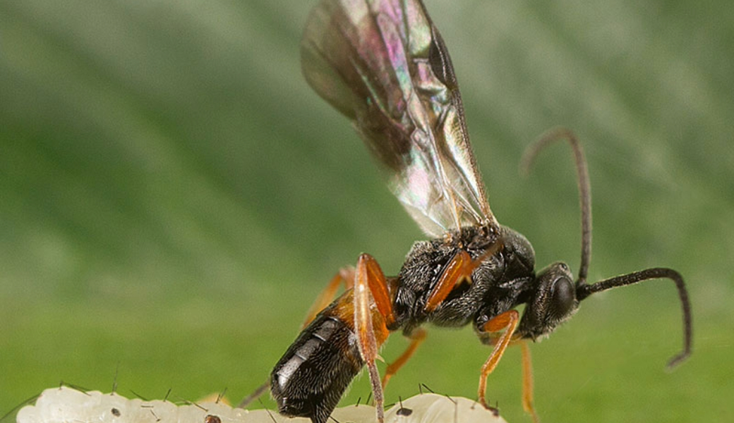 Braconid wasps use a class of viruses called bracoviruses that can hijack the cells of their hosts without destroying them, expressing genes important to the survival and development of the wasp’s offspring while it feeds on the live host.