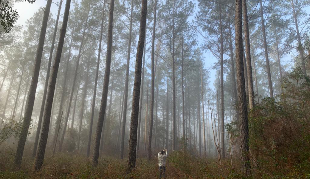 UGA doctoral student Santiago Perea deploys an acoustic bat detector in forest research area.