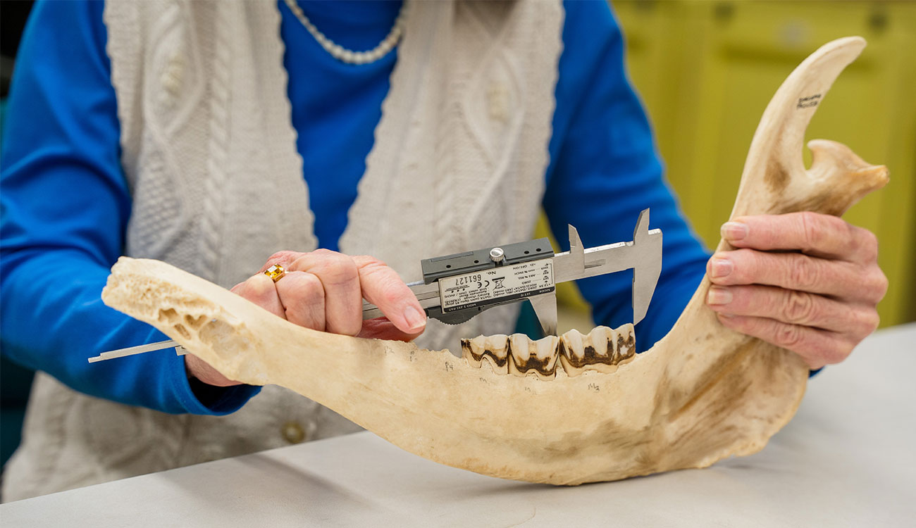 Betsy Reitz uses a caliper to measure the teeth found a cattle jaw bone.