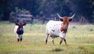 An image of two Florida Cracker cattle.