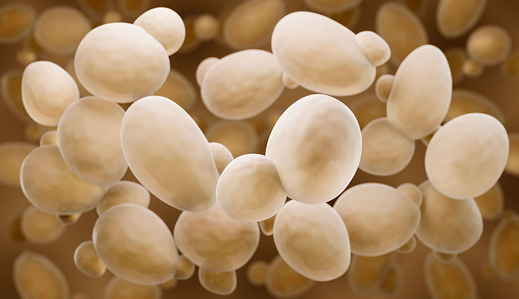 A new study draws connections between domesticated baker's yeast and wild varieties of yeast.
