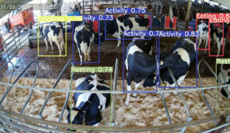 Image of cameras sensing Cows. Predicted vs. observed total time at different behaviors according to different day periods. The predicted behavior durations were computed in minutes using a computer vision-based approach for hourly intervals: 09:00-10:00 (morning), 13:00-14:00 (afternoon), and 20:00 to 21:00 (night).