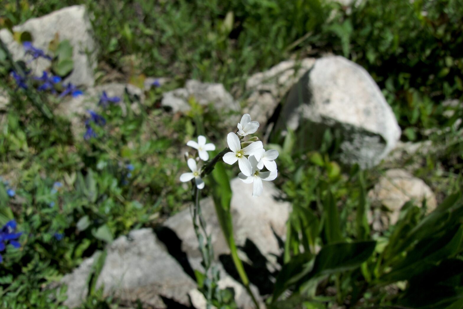 Drummond's rockcress (Boechera stricta) in flower in a meadow in the Colorado Rocky Mountains.