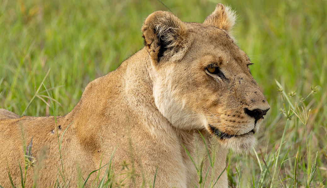 Lioness laying in the grass