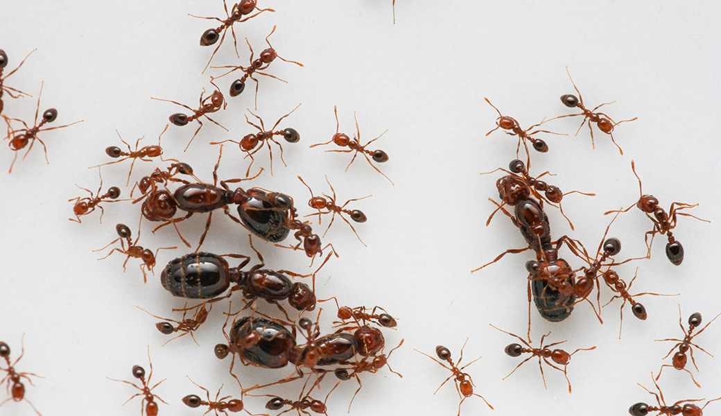 Researchers working with fire ants are trying to understand how a small group of ants can convince a larger group to change a fundamental aspect of their behavior—whether they kill or nurture multiple queens. Their work was published this week in the Proceedings of the National Academy of Sciences.