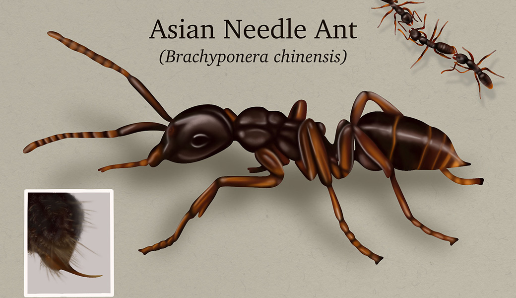 The Asian needle ant is only 3/16 of an inch long, but its sting packs a hefty dose of venom.