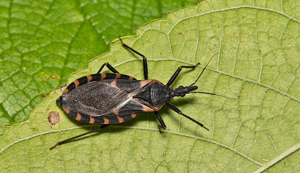 Kissing bugs can carry the parasite that causes Chagas disease, and they're particularly abundant in Texas and the southern U.S. (Getty Images)