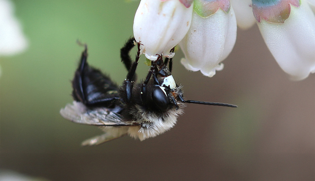 Thanks to the most comprehensive study of wild bees in Georgia blueberry fields to date, researchers have deepened our understanding of the diversity of native pollinators that help fuel one of the state’s top commodities. Among the species identified was the southeastern blueberry bee (Habropoda laboriosa), a non-aggressive, solitary specialist that uses buzz pollination to release blueberry pollen. In just three weeks, a single female can help produce more than 6,000 berries. (Photo by Bodie Pennisi)