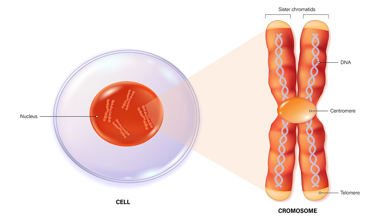 chromosome-kelly-dawe A diagram showing a cell, its nucleus, chromosomes, and centromeres on the chromosome.