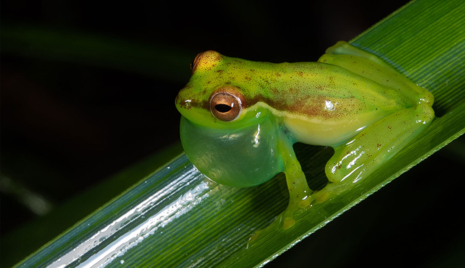 Meet the Tapir Valley tree frog, measuring just 2 centimeters and categorized as a critically endangered species in the journal Zootaxa. Thought to exist only in a single wetland in Costa Rica, it was first identified in 2018 by herpetologist Donald Varela-Soto, who discovered a male of the species that year. (Photo: Twan Leenders)