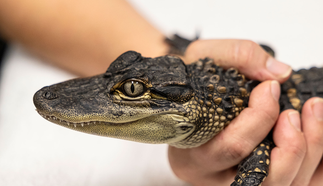 A new UGA study found smaller alligators and hatchlings could inherit high levels of mercury from their mothers. (Photo by Chamberlain Smith/UGA)