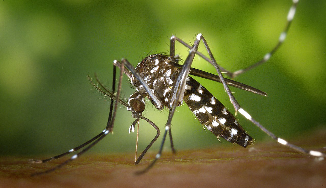 The Asian tiger mosquito (Aedes albopictus) is the most common mosquito in Georgia and, while it doesn’t travel very far, can spread some nasty diseases. Experts advise suburban and urban residents to root out standing water around their homes and to be aware that the risk of diseases like West Nile Virus increases in late summer and early fall. (Photo: Contributed)