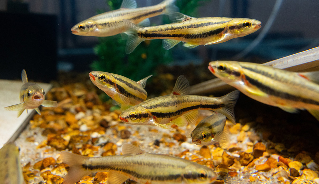 The laurel dace lives only in a few streams in southeastern Tennessee and faced extinction as a 2024 drought dried up its habitat. Conservation biologists conducted an emergency rescue, and today two Odum School of Ecology graduate students are working with the Tennessee Aquarium to give the minnow a better chance at long-term survival. (Photo: Doug Strickland, Tennessee Aquarium)