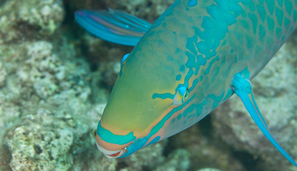 The rainbow parrotfish is a beautiful teal green and yellow fish commonly found in the Atlantic from Florida all the way to Argentina.