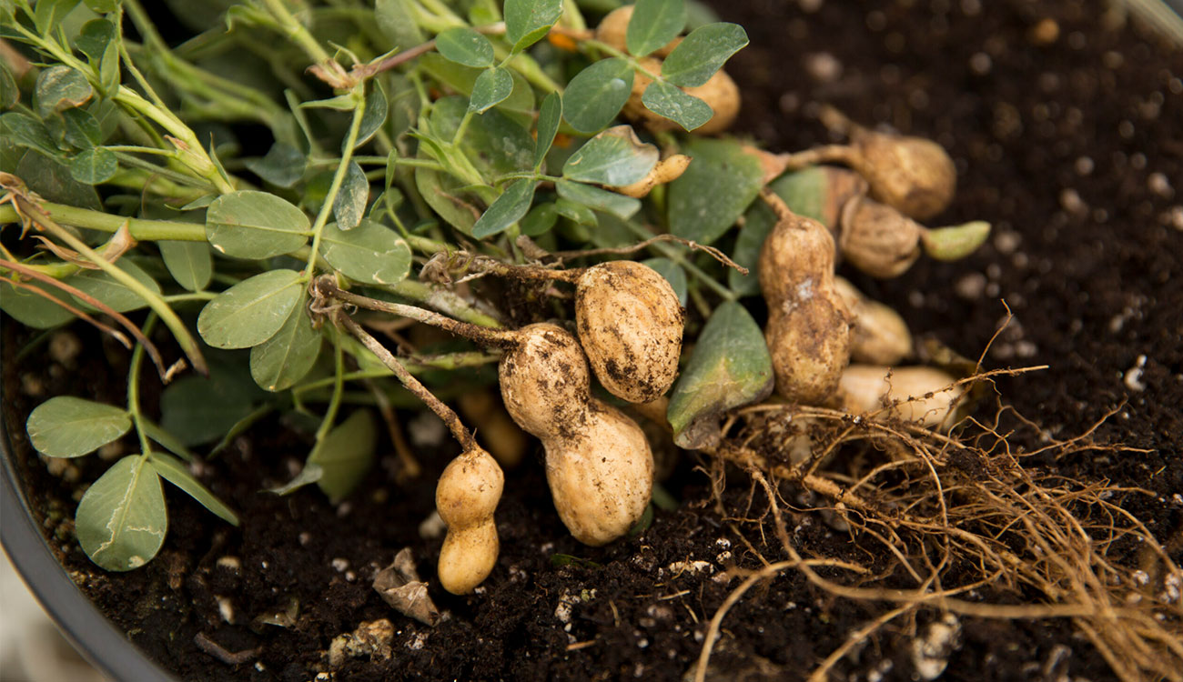peanut plants
