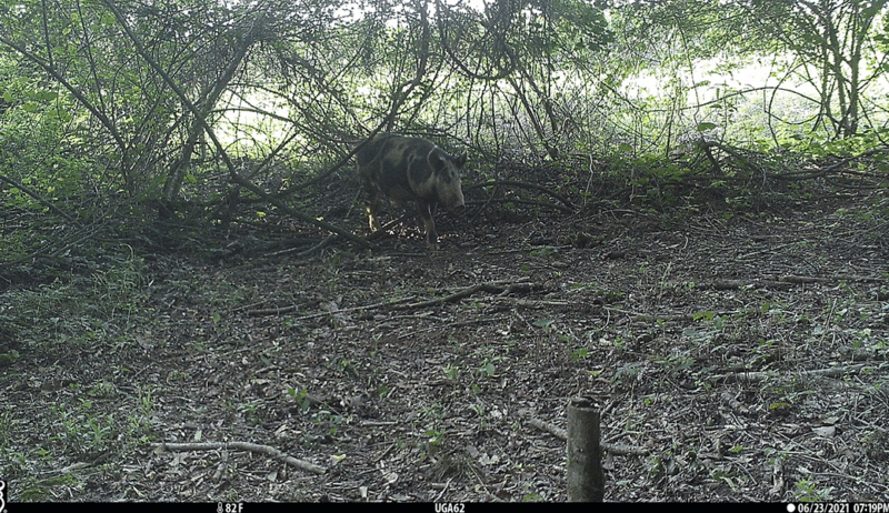 Wild pigs are an invasive species, and they're wreaking havoc on Georgia farms.