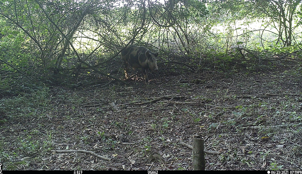 Wild pigs are an invasive species, and they're wreaking havoc on Georgia farms.
