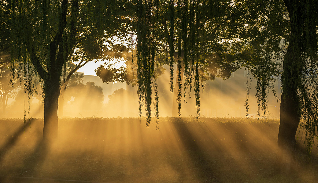 Late evening sun light breaking through willow trees.