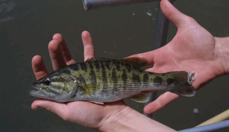 Image if a researcher holding a Bartram bass