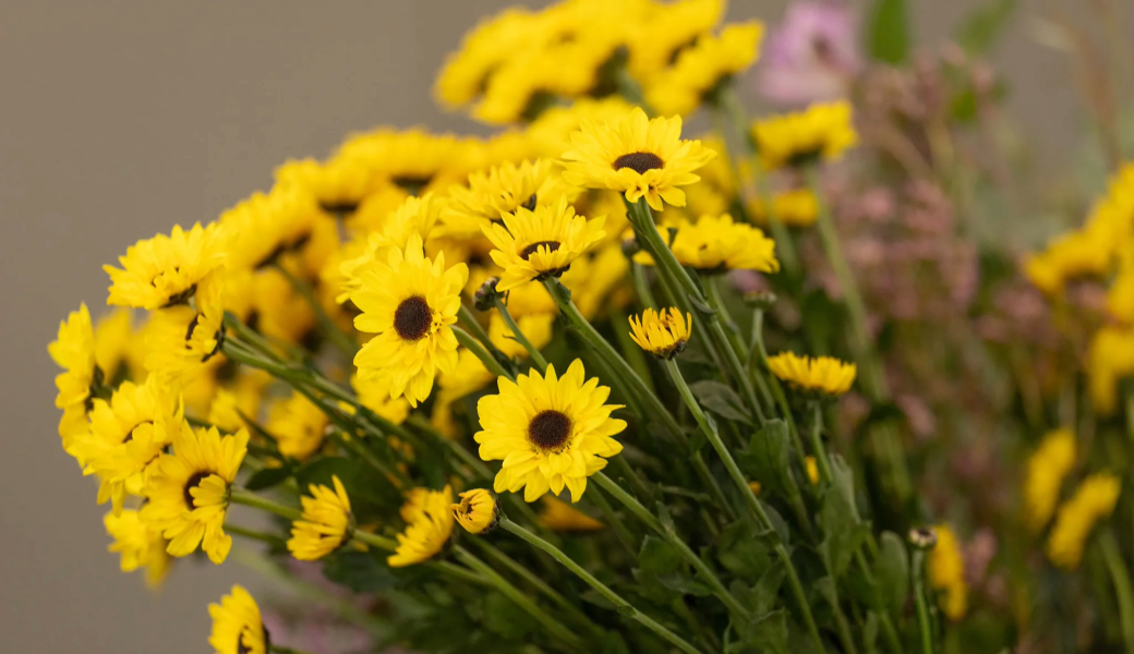 Image of a bouquet of small bright yellow sunflowers.