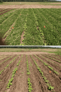 Examples of a living mulch (top) and cereal rye cover crop terminated prior to planting (bottom).