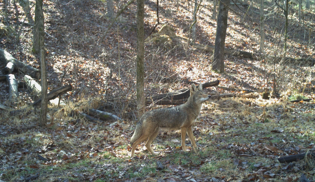Image of a coyote in the woods.