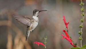 Black-chinned hummingbird