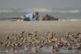 Red Knot Banding