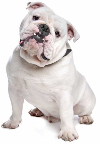 Bulldog