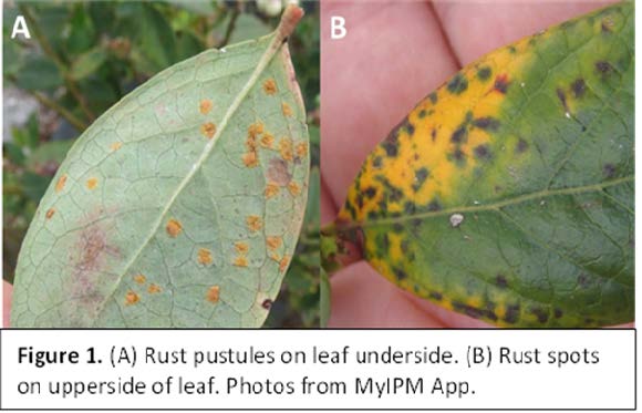 (A)Rust pustules on leaf underside. (B) Rust spots on upperside of leaf.