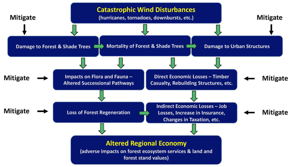 Catastrophic Wind Disturbances in Natural and Urban Forests – Patterns, Processes, Impacts, and Management