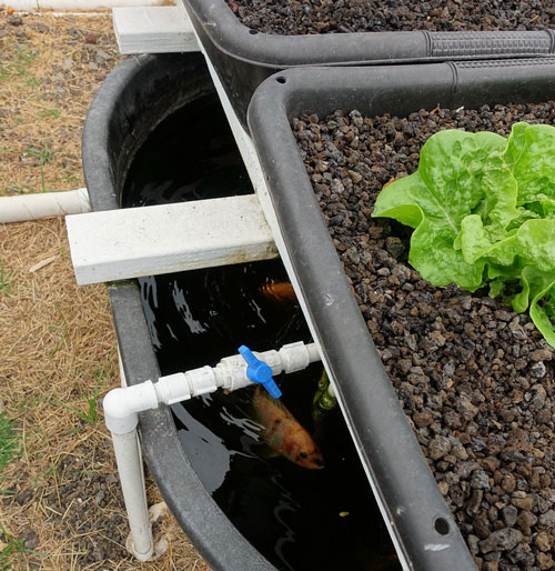 lettuce grown using aquaponics