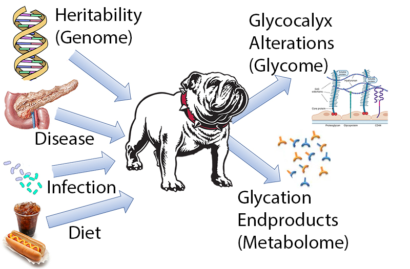 Dawg-omics: A translational approach to discover new diagnostics and therapeutics to benefit man and man’s best friend