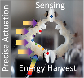 Rainbow-Inspired Soft Robotic with Embedded Light Actuators and Nerve System