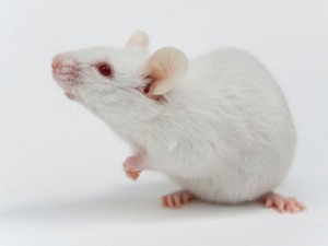 white mouse