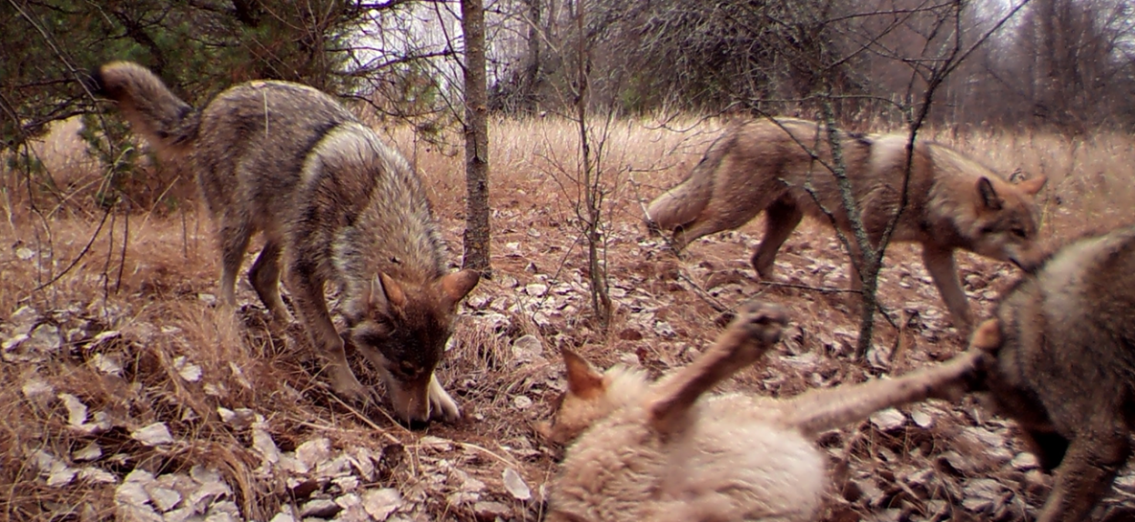 The presence of major predators in the Chernobyl Nuclear Exclusion Zone, like the wolves pictured here, indicate to scientists that wildlife is thriving in the contaminated area. (Photo by Jim Beasley)