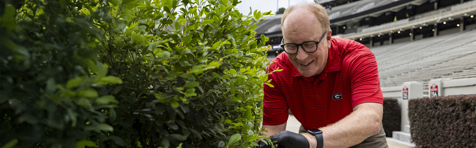 Trimming hedges at UGA